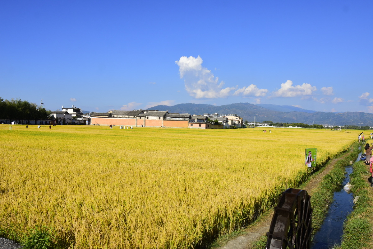 行摄大理喜洲稻田