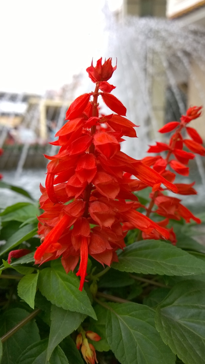 3唇形科植物之美