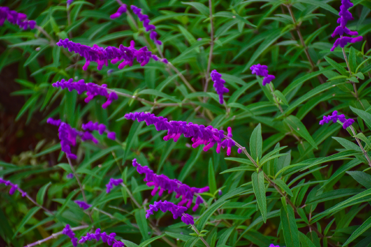 3唇形科植物之美