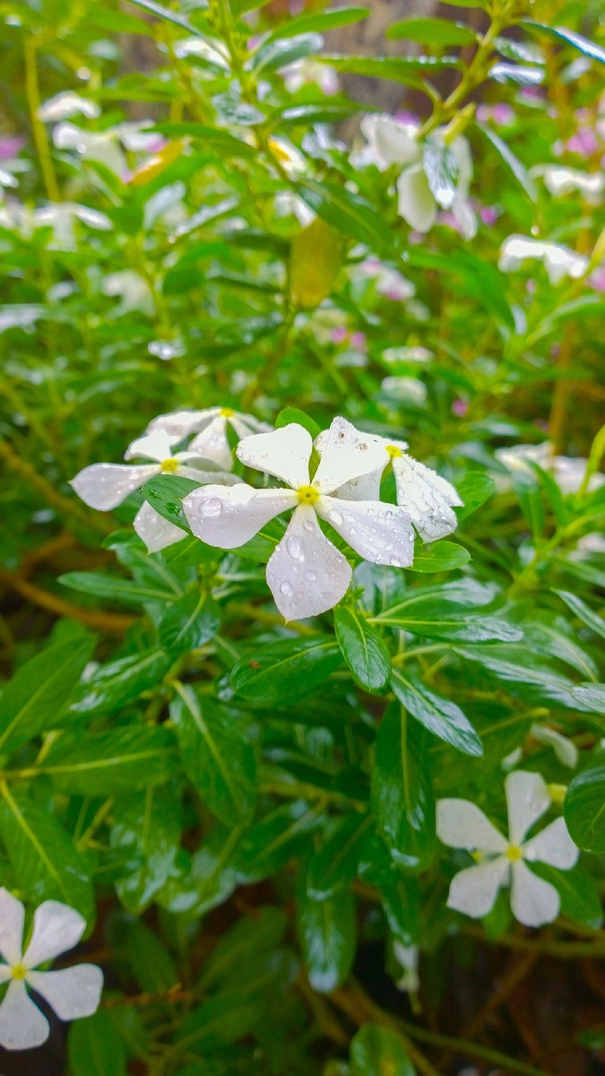 夹竹桃科植物之美