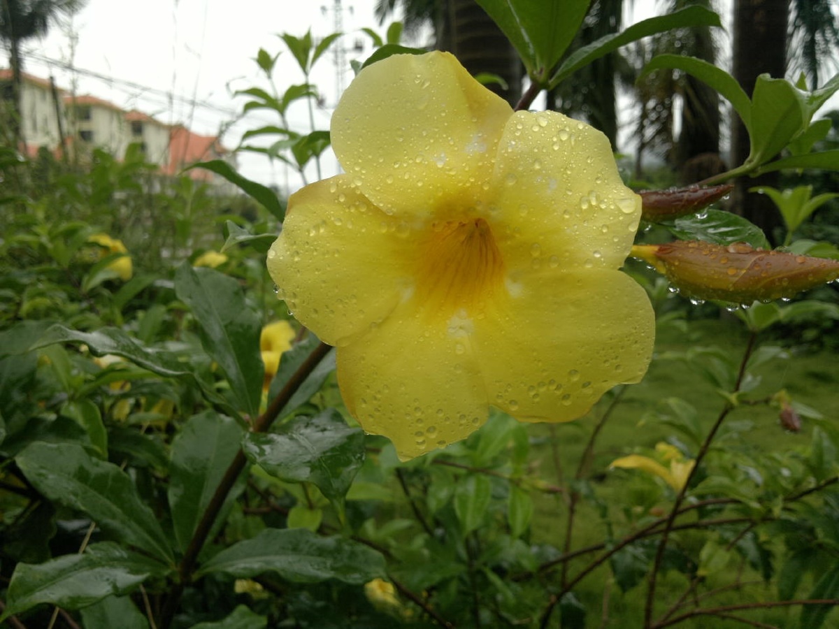 夹竹桃科植物之美