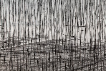 滩涂杆海