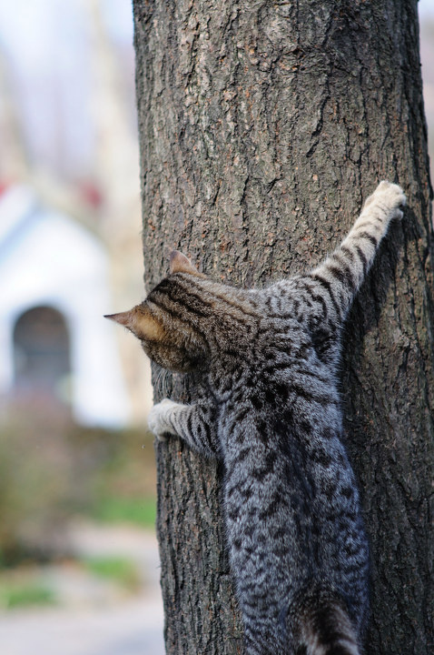 躲猫猫 br /> 公园里一只猫爬上树干,和一只狗在玩躲猫猫,可惜没拍到