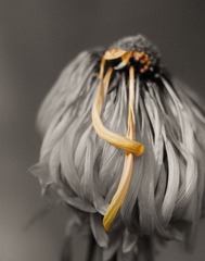 挽