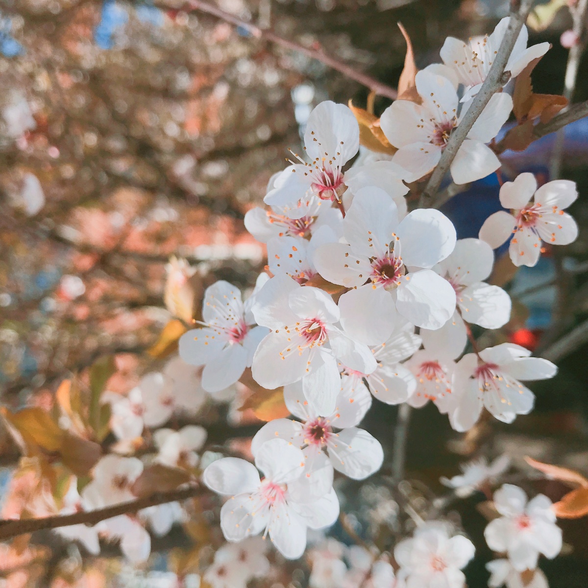 南译卡卡角角都是樱花