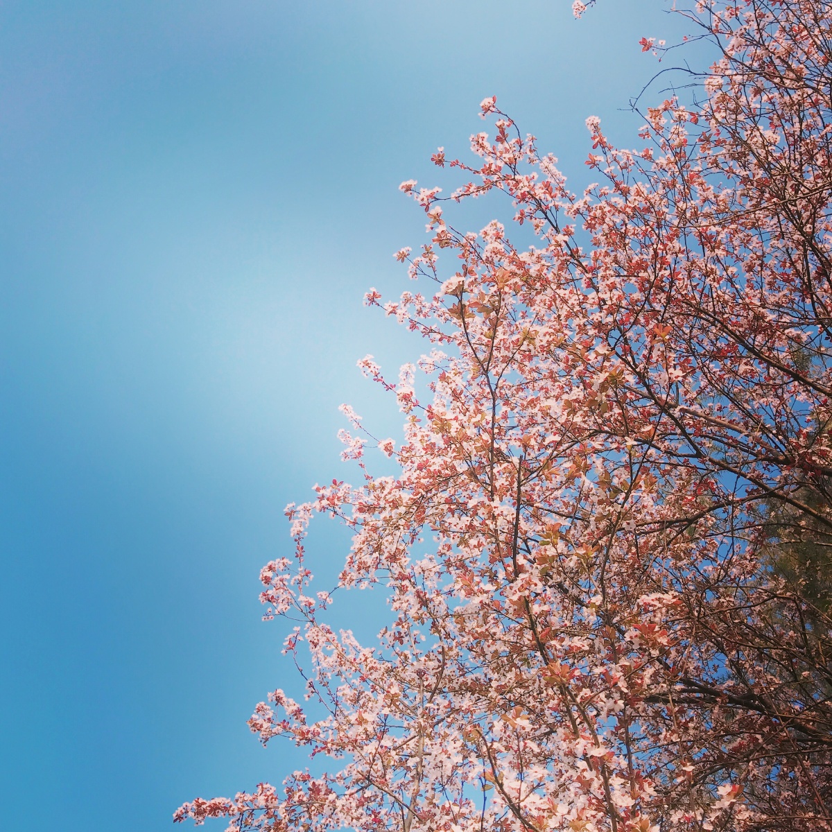 南译卡卡角角都是樱花