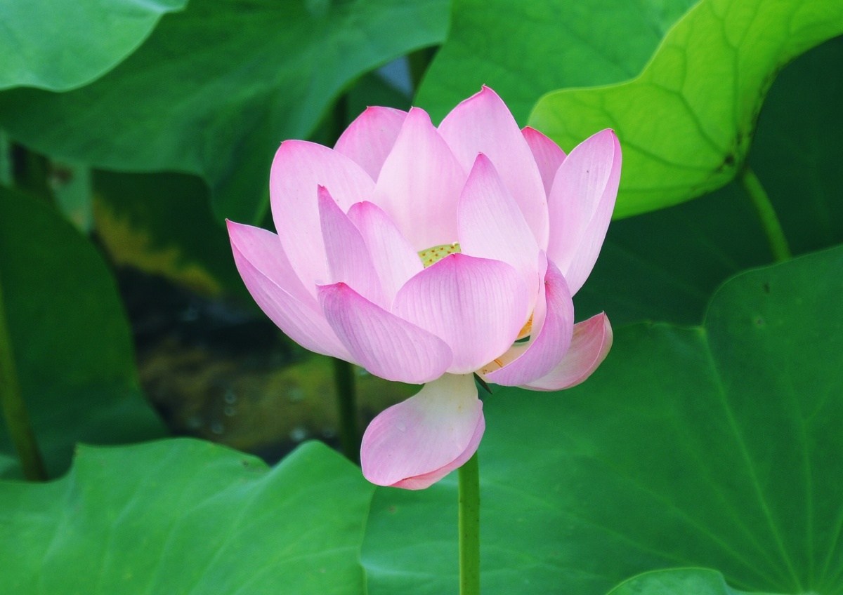 荷花
