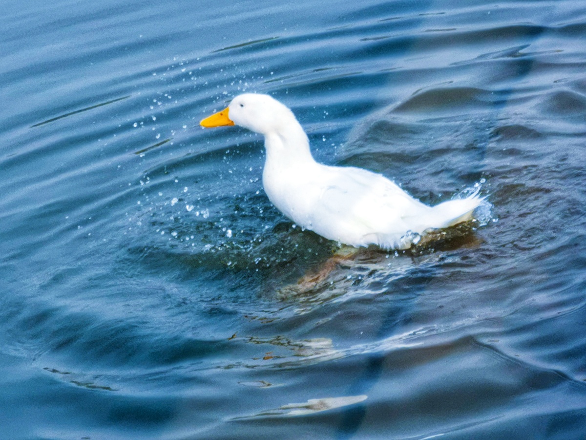 两只大白鸭 - 呈洋 - 图虫