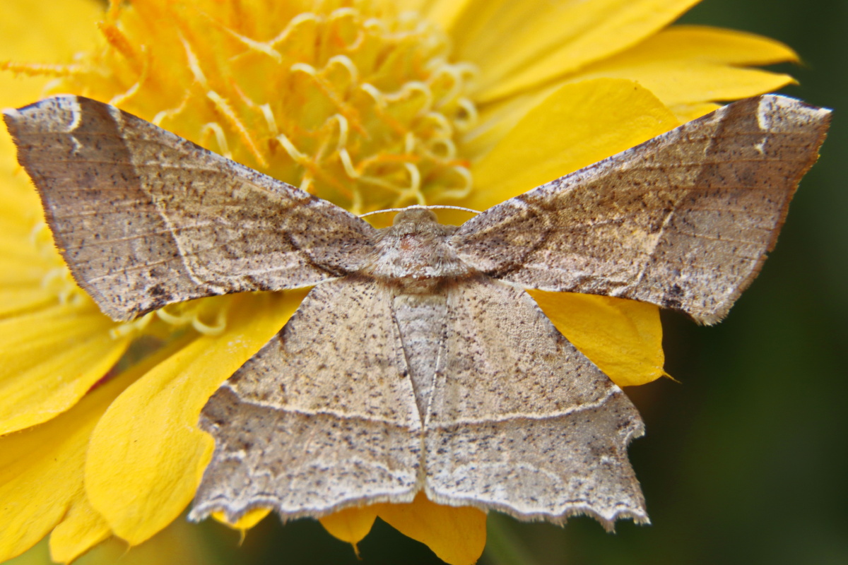 蛾- 神马浮云- - 图虫网 - 优质摄影师交流社区