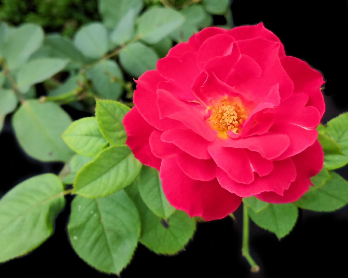 美花红,花红花火,花红_大山谷图库
