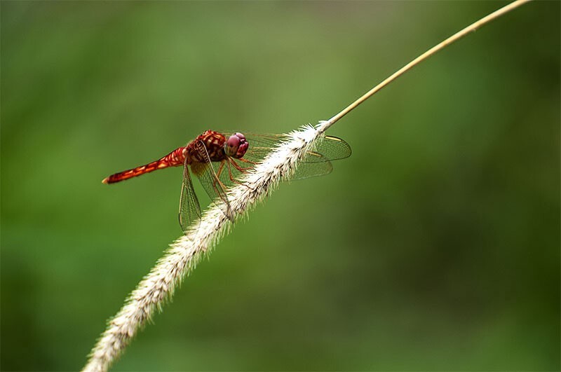 红蜻蜓静静地停留在一倒斜的灯芯草上，是在休息，还是在思索什么？