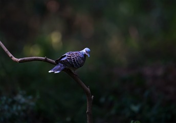 _B9W1512-1000