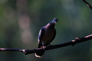 _B9W1445-1000