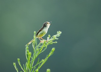 _B9W7336-800