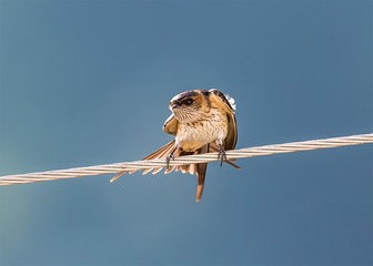 _B9W3404-800