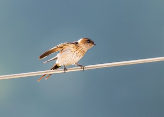 _B9W3426-800