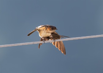 _B9W3434-800