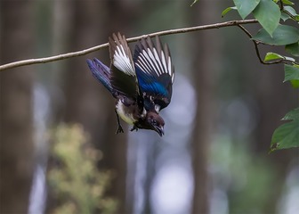 _B9W4740-800
