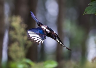 _B9W4741-800