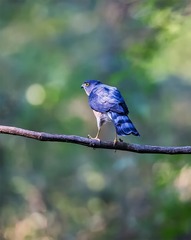 _B9W6333-800