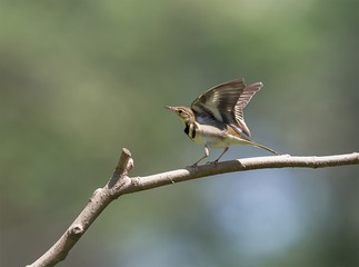 _B9W5625-800