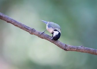 _B9W8136-800