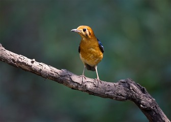 _B9W7838-800