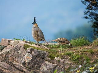 _B9W9873-800