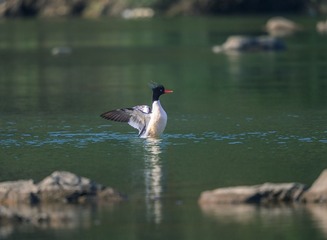 _B9W0858-800