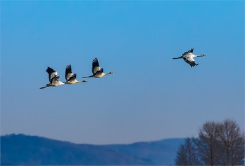 _B9W9940-800