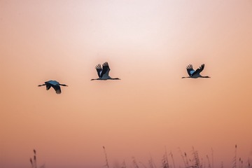_B9W2972-800