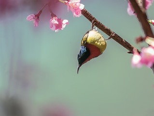 _B9W8451-800