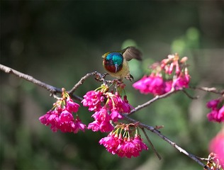 _B9W9529-800