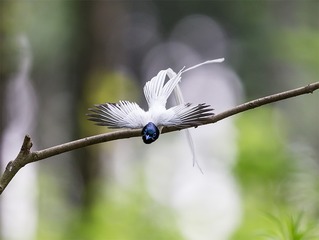_B9W7209-800