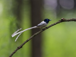 _B9W7268-800