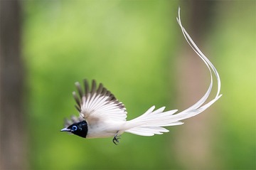 _B9W7900-800