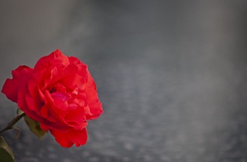 花...