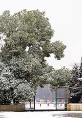雪天