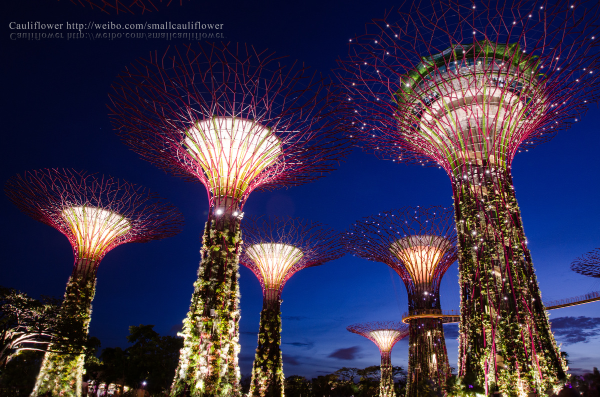 新加坡植物园夜景