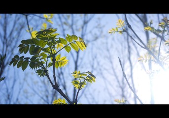 _IGP1934-编辑2