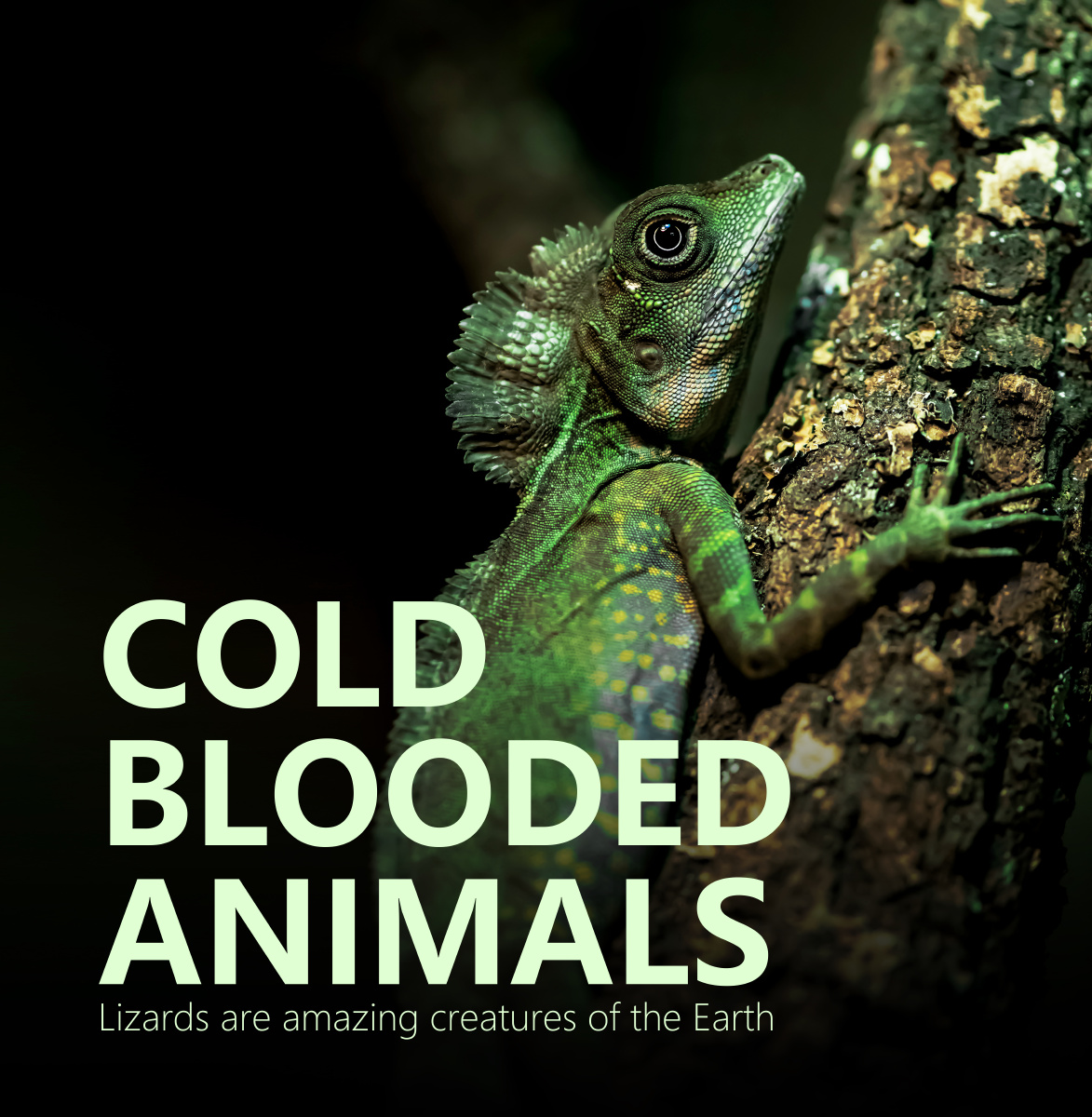 火冠蜥 冠蜥科冠蜥属动物 - 班驴会飞 - 图虫