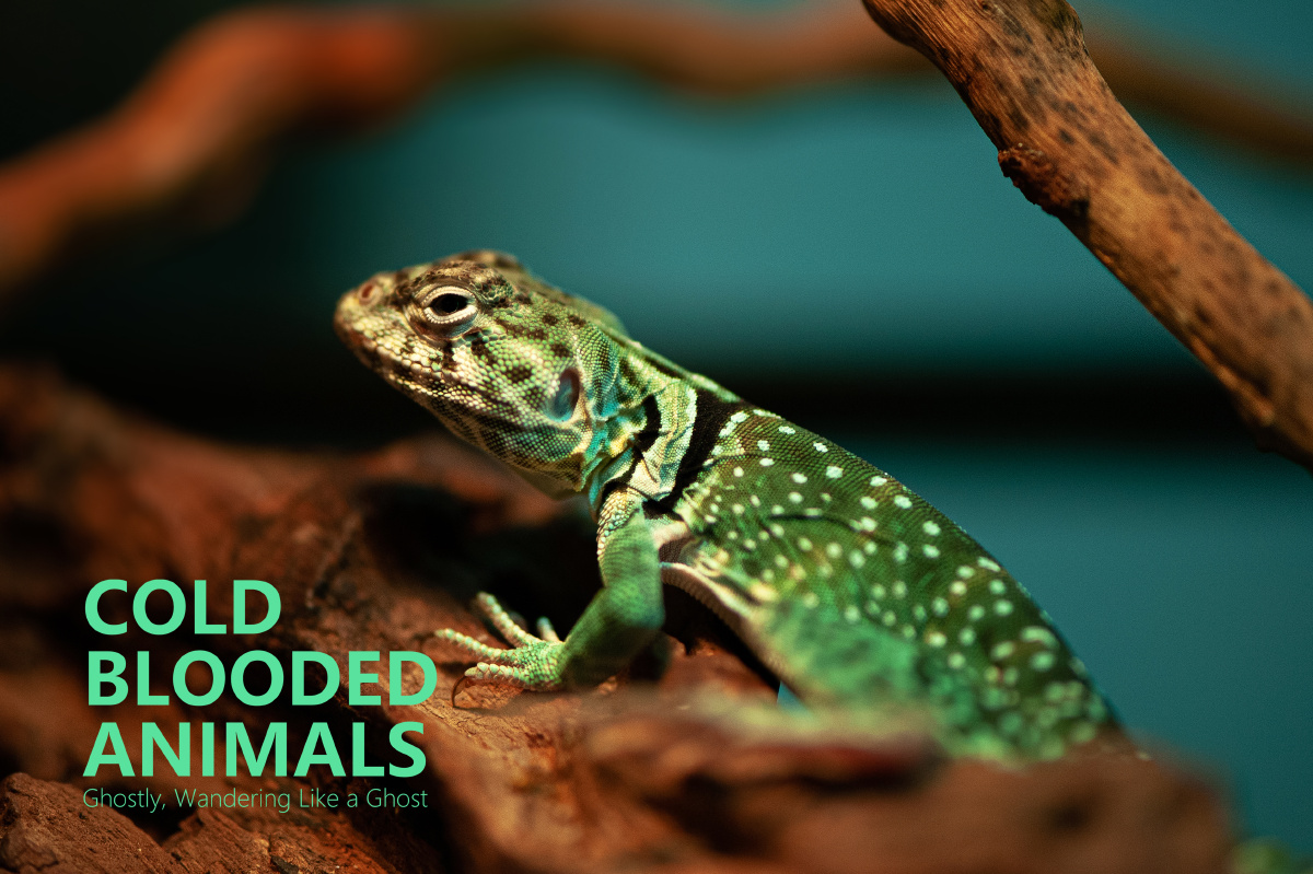 环颈蜥crotaphytuscollaris鬣蜥科中的一种地栖性蜥蜴主要分布在美国