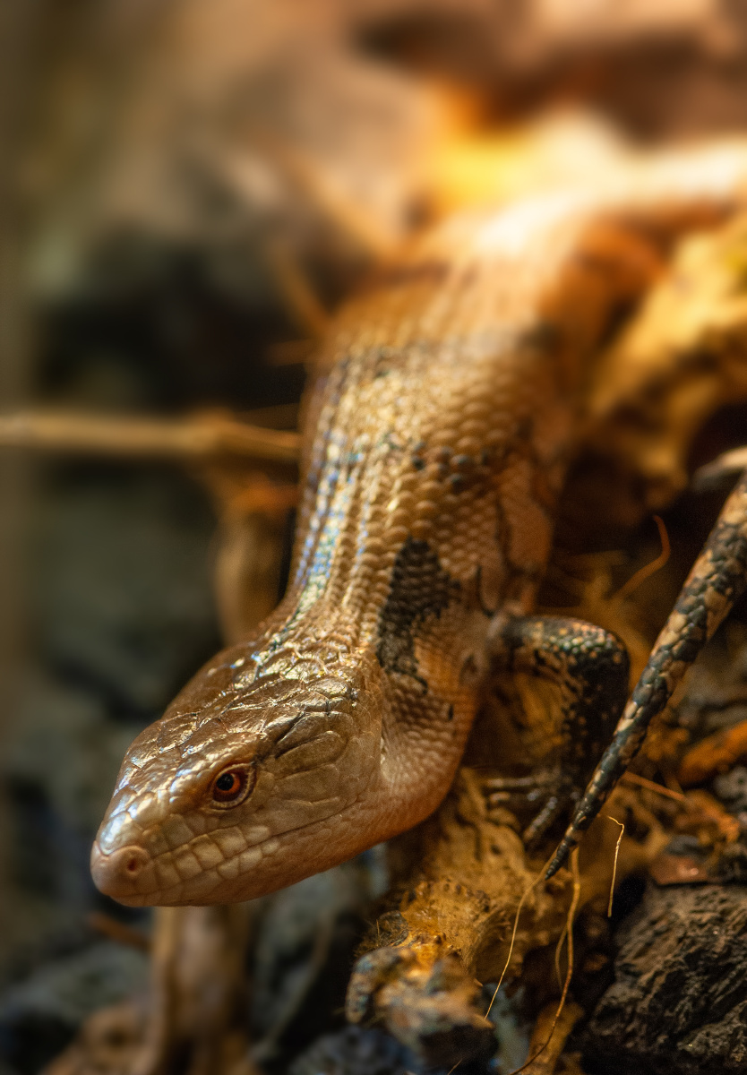 蓝舌石龙子 - 班驴会飞