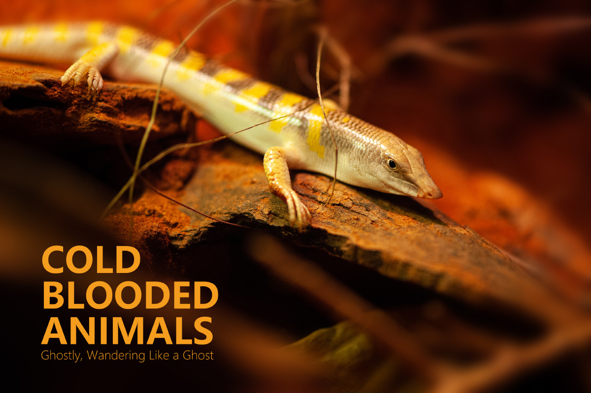 砂鱼蜥scincusscincus地理分布主要分布于北非和中东砂鱼蜥是一种蜥蜴