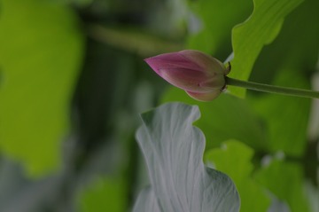 _IGP6827