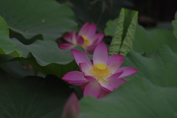 _IGP6830