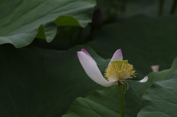 _IGP6851