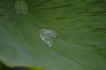 _IGP6861