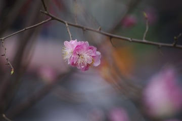 _IGP3386