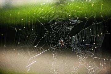 檐前枭枭游丝上，上有蜘蛛巧来往。羡他虫寥解缘天，能向虚空织罗网。